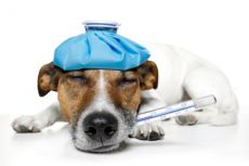 Как померить температуру у собаки