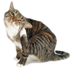 Блошиный дерматит у кошек