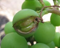 болезни и вредители винограда