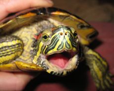 болезни красноухих черепах