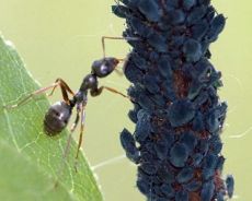 как вывести муравьев с огорода