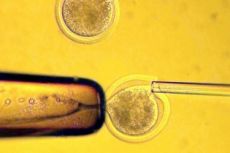 имплантация оплодотворенной яйцеклетки