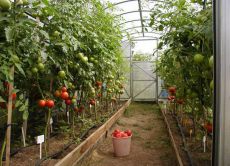 как вырастить помидоры в теплице