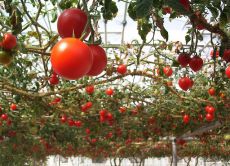 Популярные сорта томатов для теплиц
