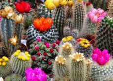 Разновидности кактусов