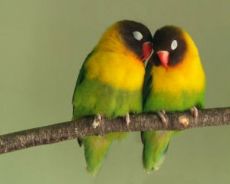 как определить пол попугая