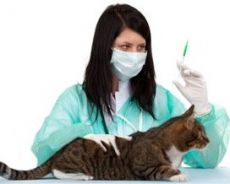 комплексная прививка для кошек