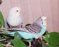 определение пола волнистого попугая