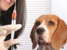 прививка от чумки у собак