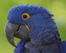 синий попугай ара