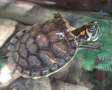 террариум для водной черепахи