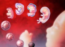 время имплантации эмбриона