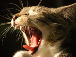 Язвенный стоматит у кошек лечение