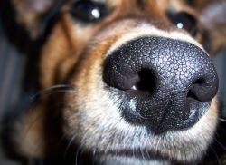 Какой нос должен быть у здоровой собаки1