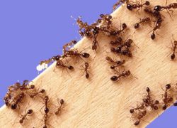 Народное средство от муравьев 