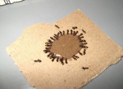 Народное средство от муравьев 1