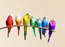 Что едят волнистые попугаи кроме корма