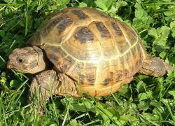 сколько живут сухопутные черепахи