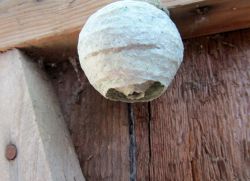 Как избавиться от осиного гнезда на балконе