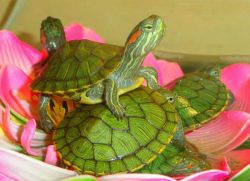 Что едят черепахи водные в домашних условиях?