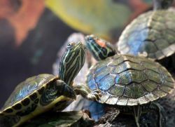 Красноухие черепахи: как определить возраст и пол