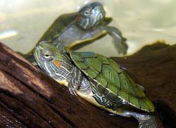 Красноухие черепахи: как определить возраст и пол1