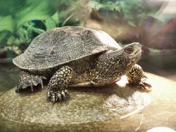 Чем кормить речную черепаху в домашних условиях1