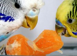 Чем кормить волнистых попугаев кроме корма
