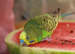 Чем кормить волнистых попугаев кроме корма1