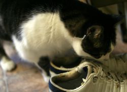 Как вывести запах кошачьей мочи из обуви