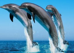 Всемирный день китов и дельфинов1