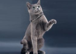 русская голубая кошка описание породы