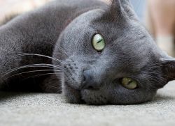 русская голубая кошка описание породы1