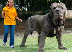 Названия пород крупных собак