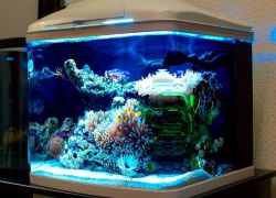 светодиодные лампы для аквариума