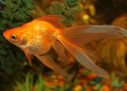 Золотые рыбки аквариумные виды