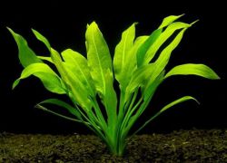 лимонник аквариумное растение