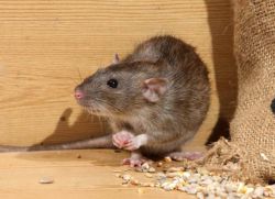 Как поймать крысу в доме самодельный способ