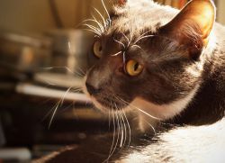 Кровь в моче у кошки – причины и лечение