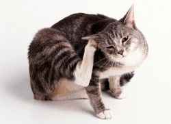 Ушной клещ у кошек лечение