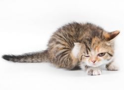 Ушной клещ у кошек лечение1