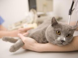 Понос у кошки лечение в домашних условиях