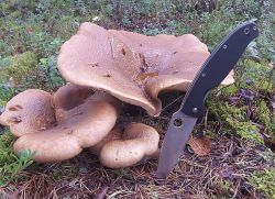 грибы свинухи польза и вред