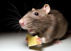 к чему снится маленькая серая мышь