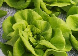 салат зеленый листовой польза