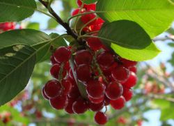 ягода черемухи целебные свойства