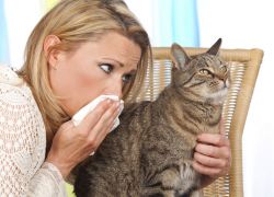 Через какое время может проявится аллергия на кота thumbnail