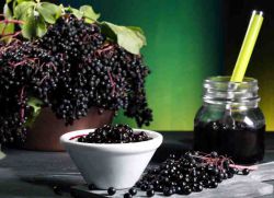 ягоды бузины черной лечебные свойства