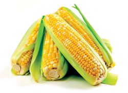 кукуруза при беременности