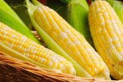 кукуруза при грудном вскармливании